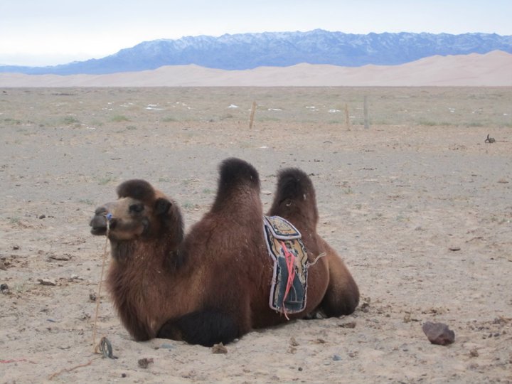 Read more about the article Photo Friday: Camels & the Khongor Sand Dunes