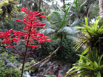Read more about the article Photo Friday: El Yunque Rainforest