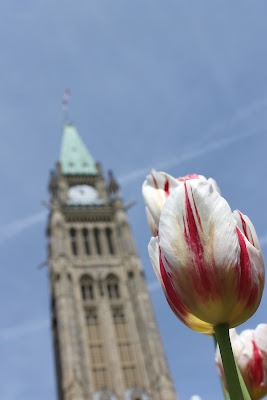 Read more about the article Photo Friday: Canadian Tulip Festival