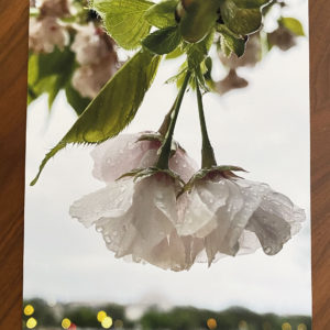 Cherry Blossom Hang – Print
