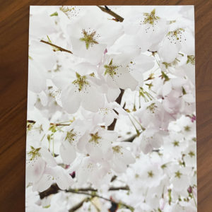 Cherry Blossoms Cloud – Print