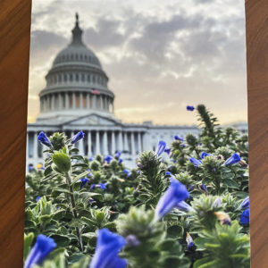 Capitol Flowers – Print