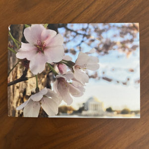 Tidal Basin Bloom – Print