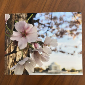 Tidal Basin Bloom – Print